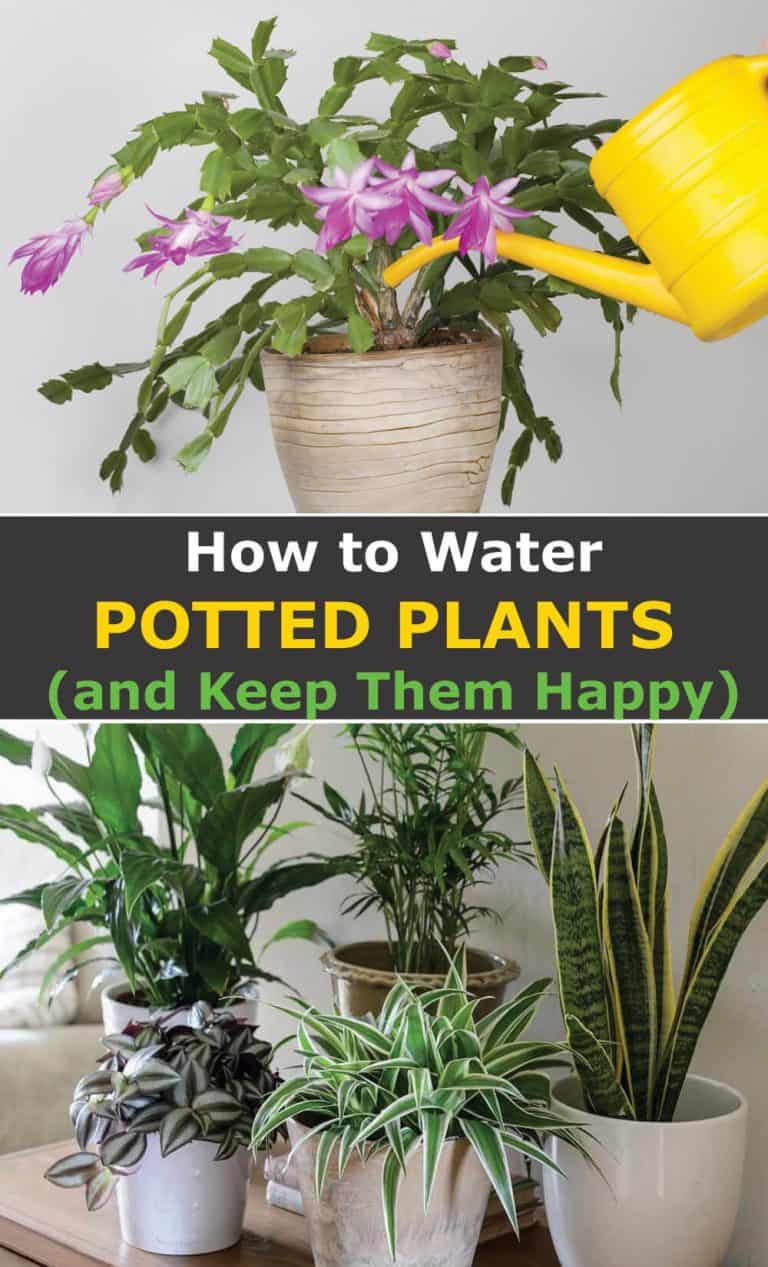 How to Water Potted Plants and Keep them Happy Hort Zone