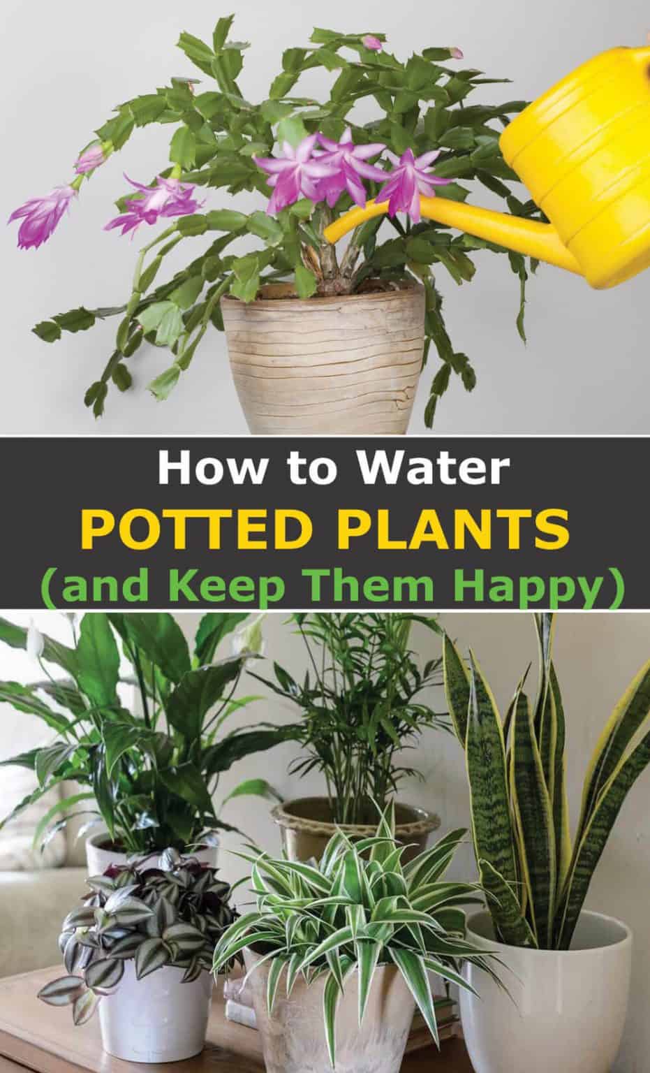 How to Water Potted Plants and Keep them Happy Hort Zone