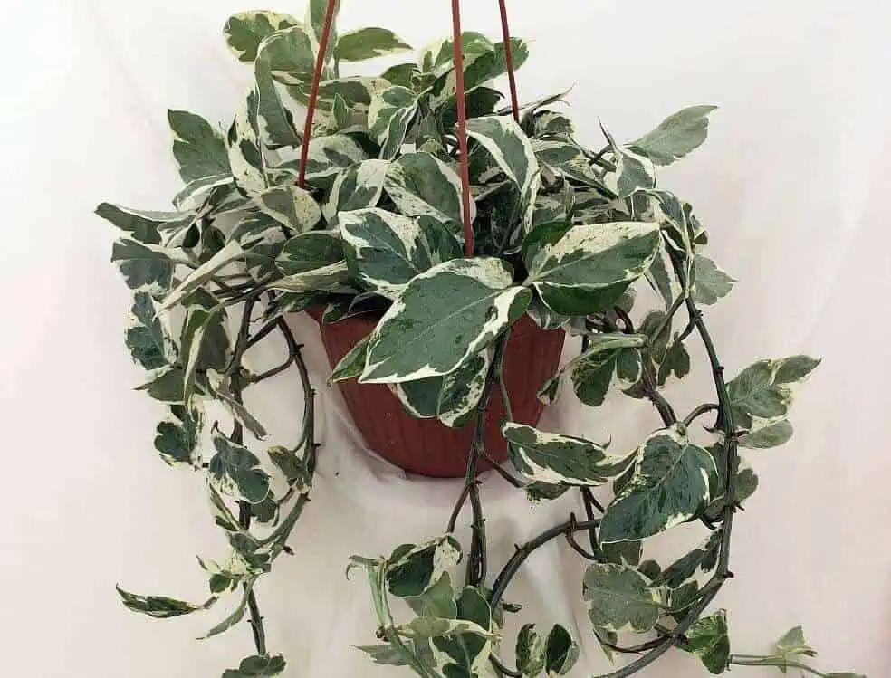 Pothos plant care - pearls and Jade