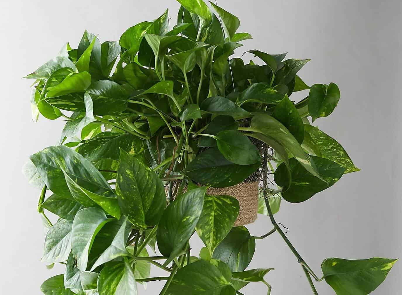 Pothos Plant Care: The Complete Beginners Guide (with pictures)