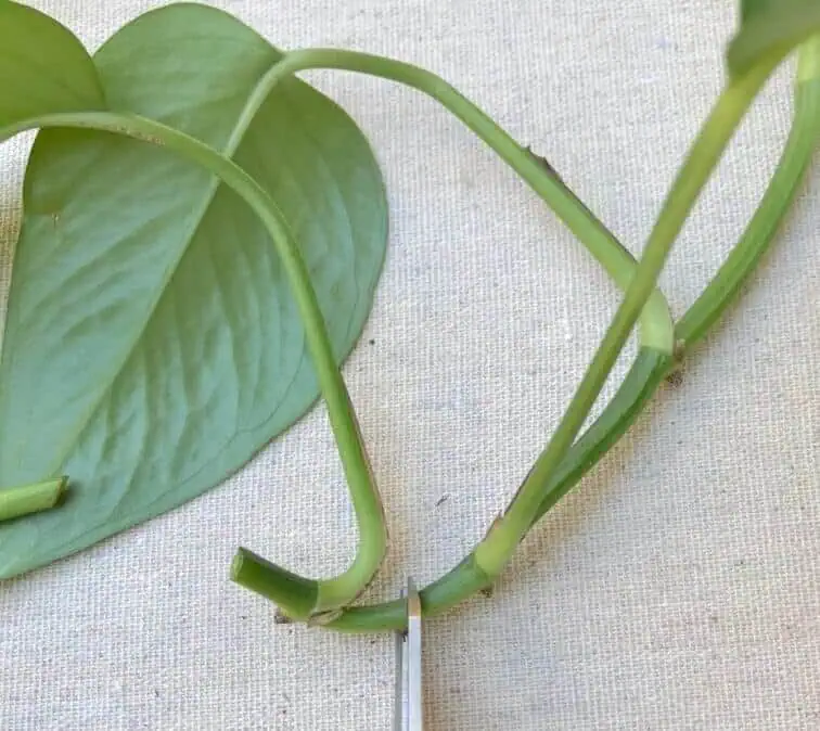 pothos propagation