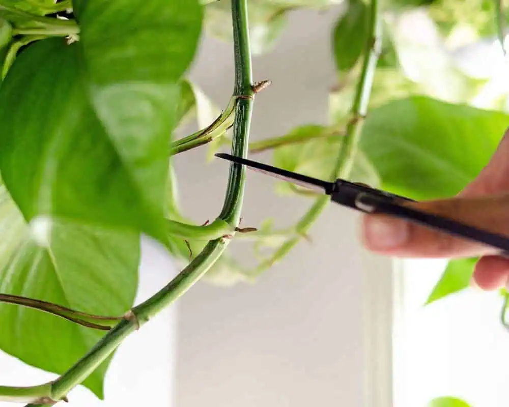 pothos plant care - pruning