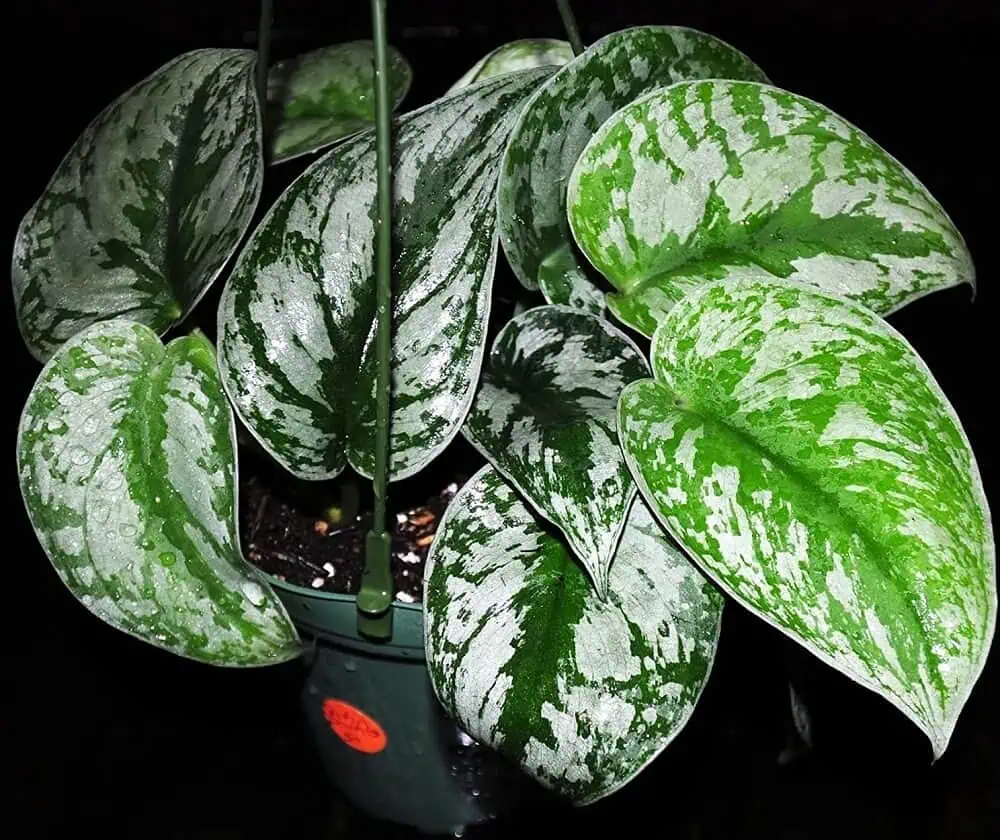 pothos plant care - silver satin