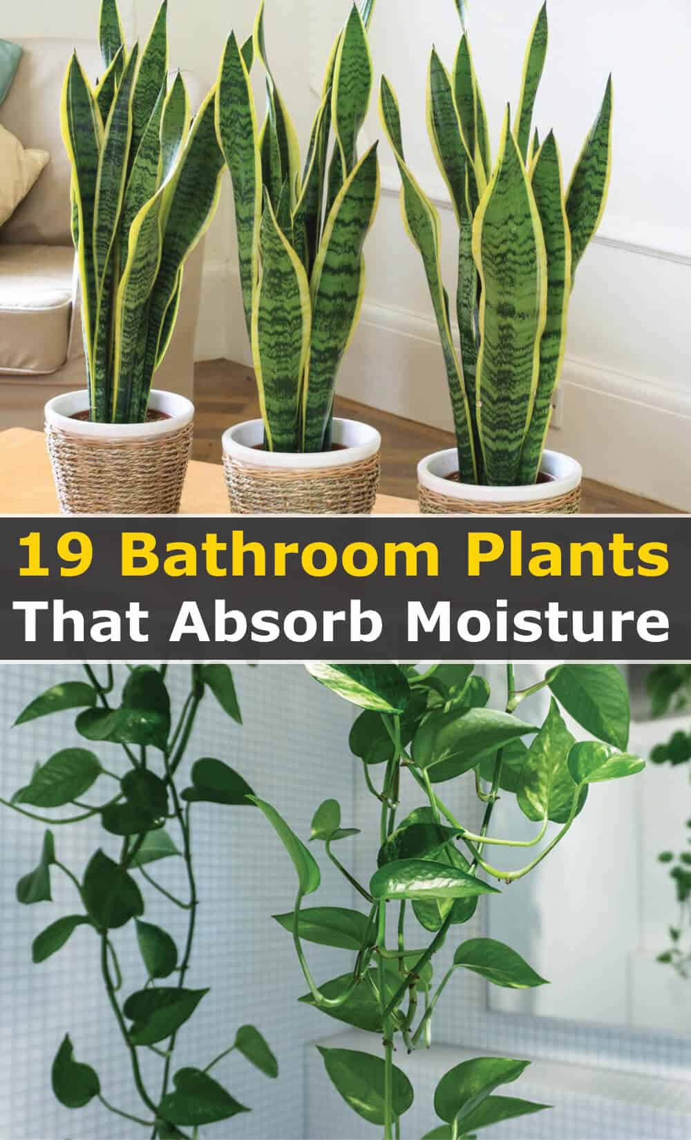 19 Bathroom Plants that Absorb Moisture - Hort Zone
