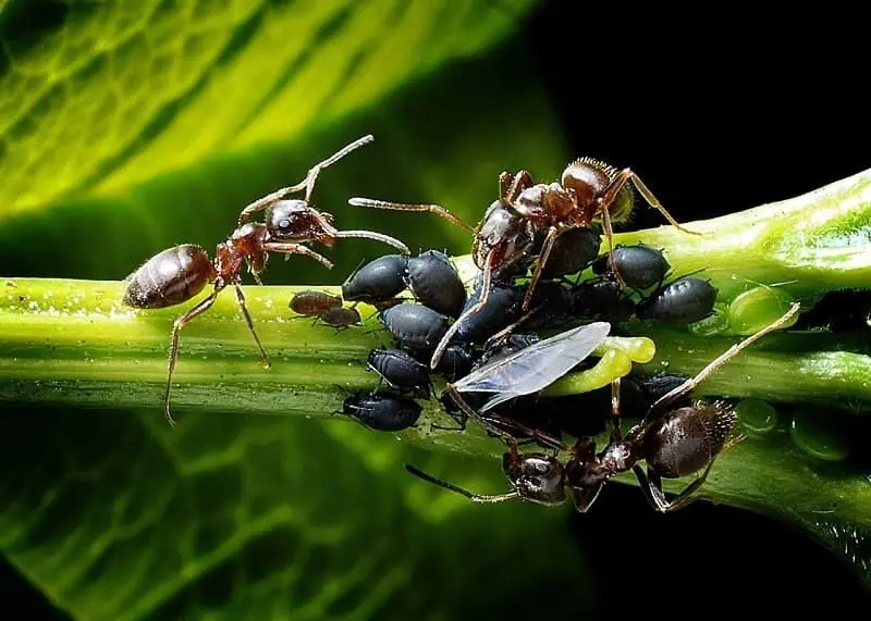 killing aphids