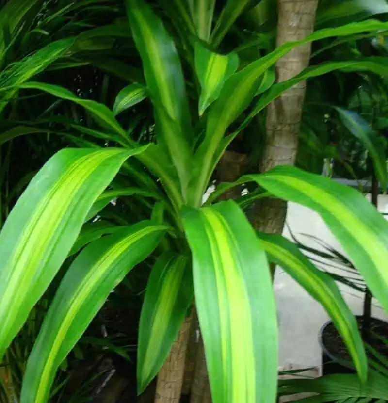Corn Plant