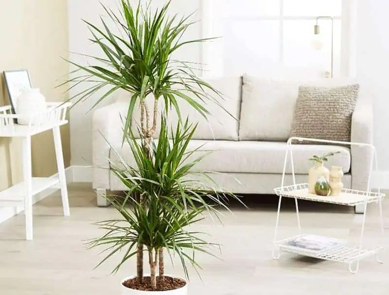 Dracena maginata large indoor plants