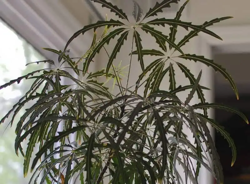 False aralia plant