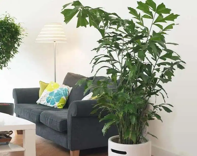 Fishtail Palm large indoor plants