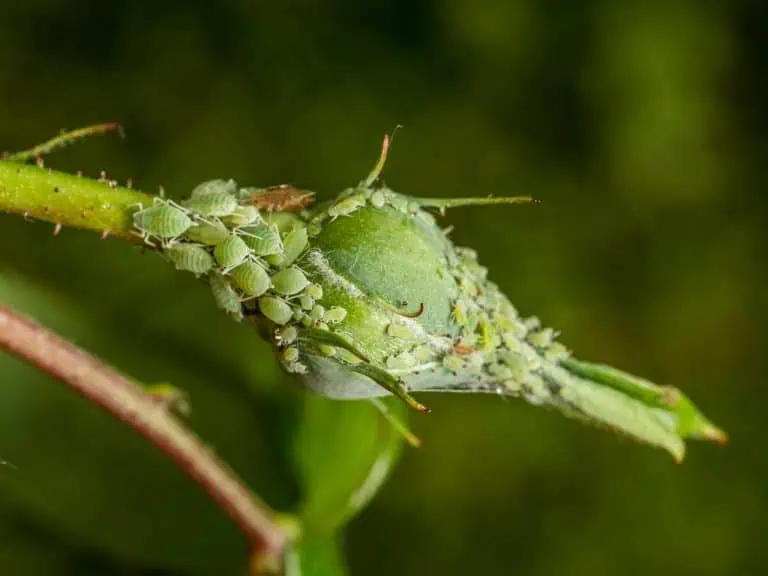 how to get rid of aphids