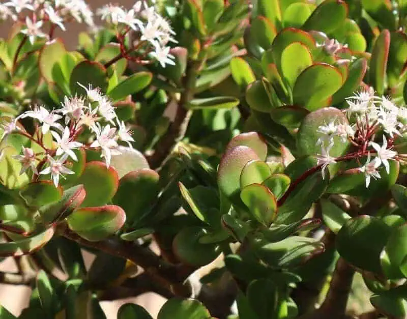 Jade Plant large indoor plants
