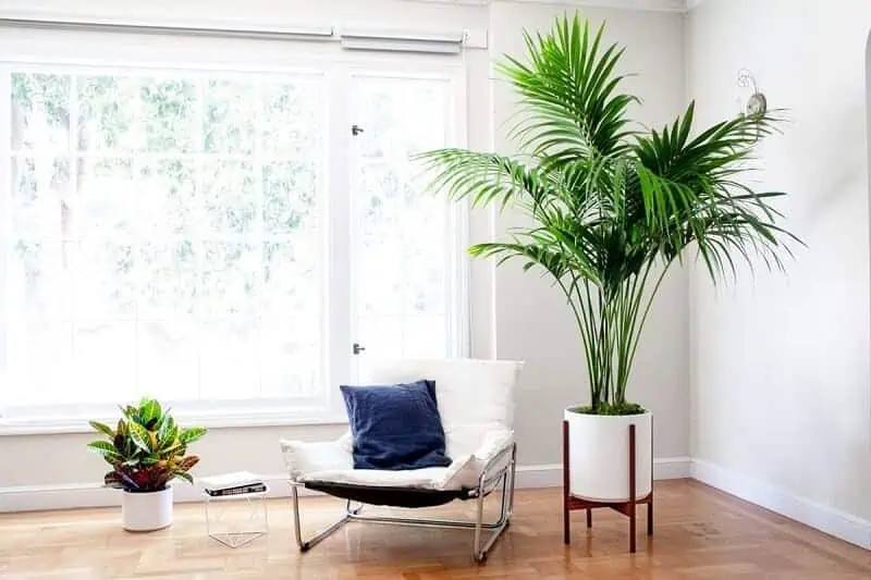 Kentia palm large indoor plants