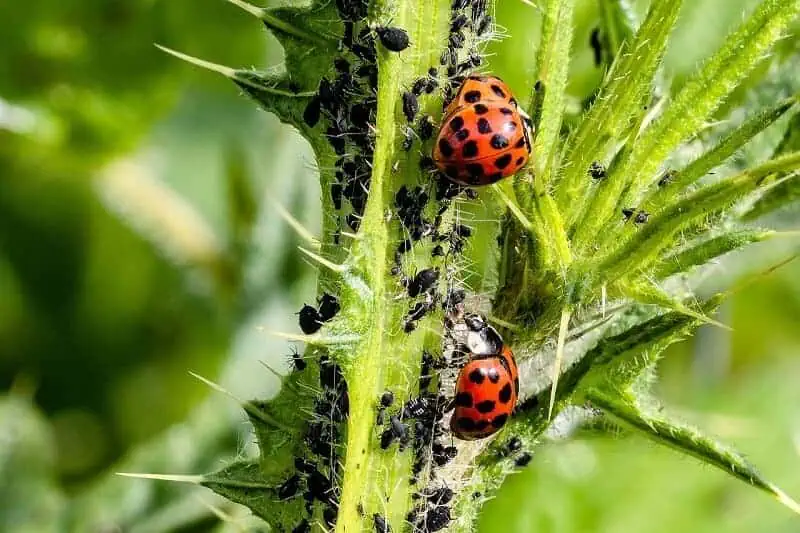 how to get rid of aphids