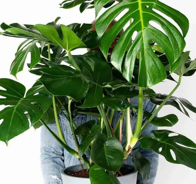 Monstera large indoor plants
