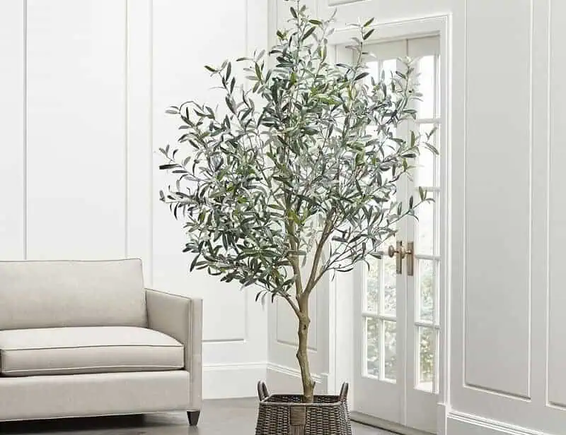 Olive tree large indoor plants