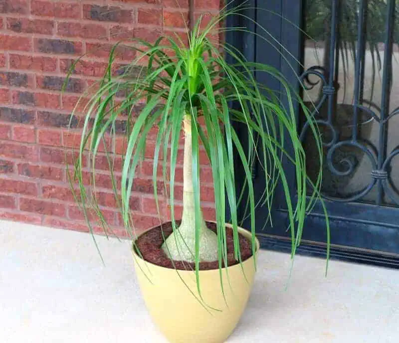 Pony tail palm large indoor plants
