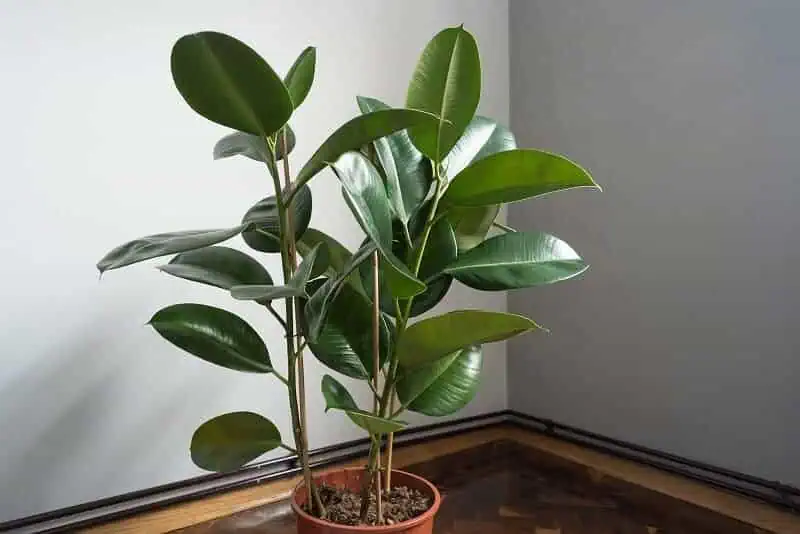 Rubber Plant large indoor plants