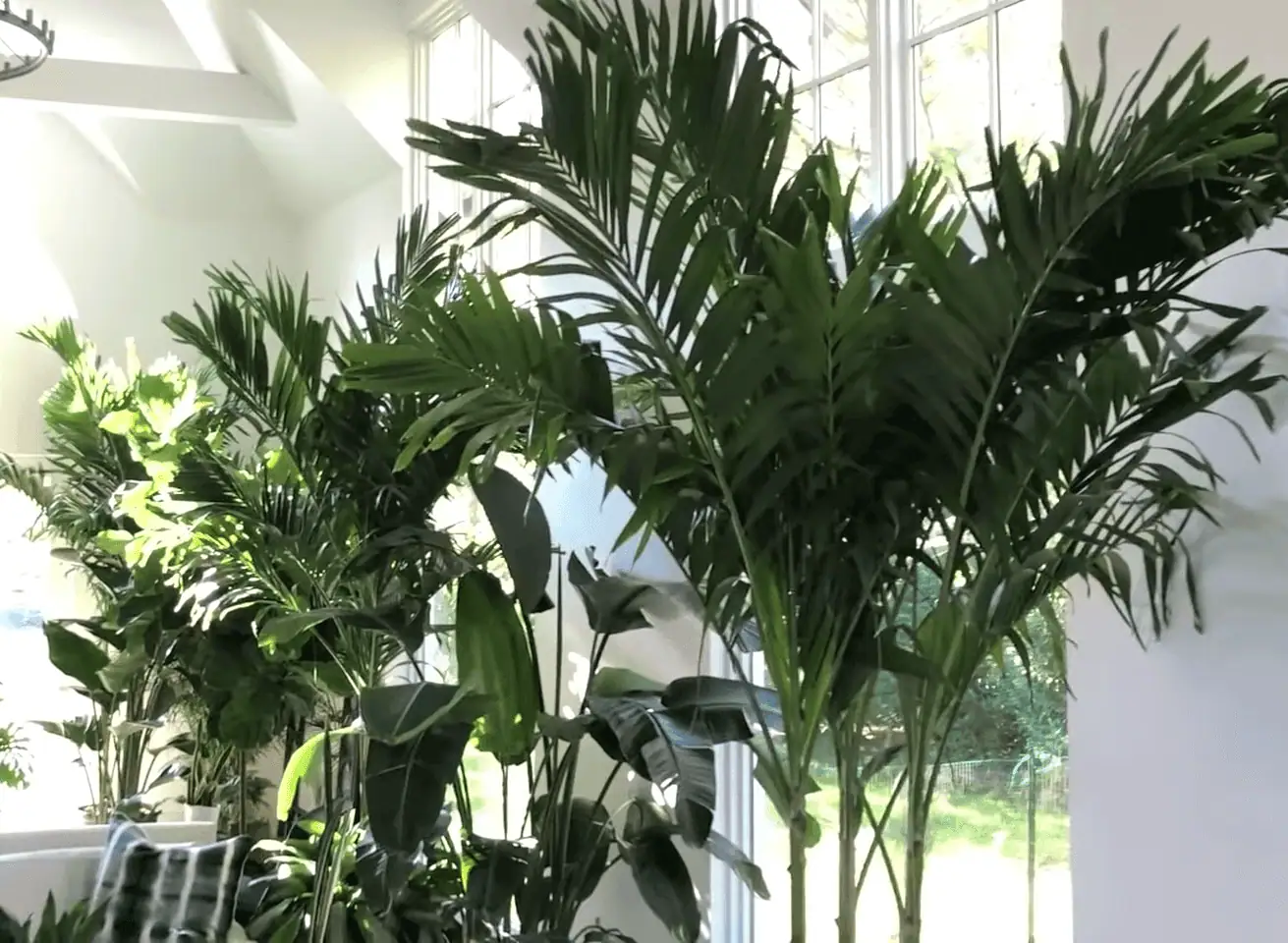 the large indoor plants