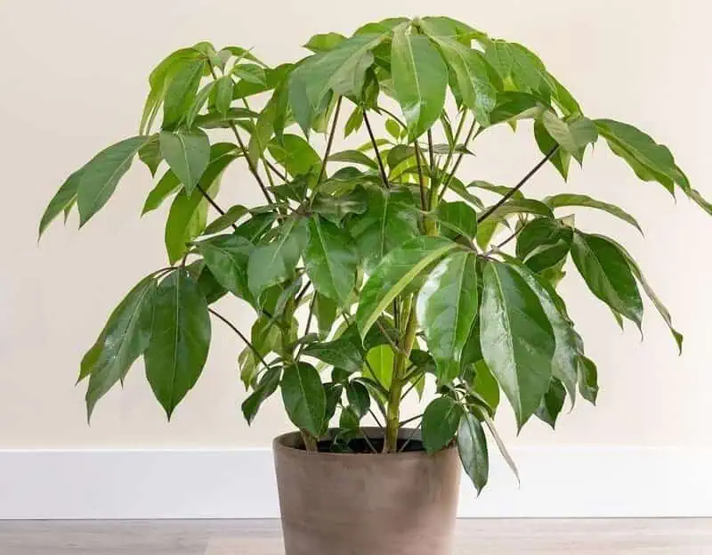 Umbrella plant tree