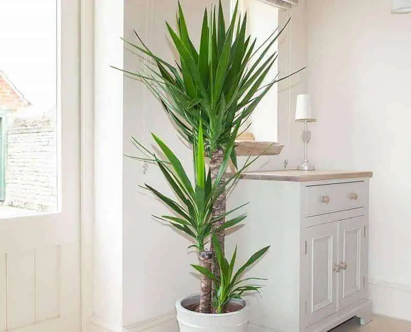 Yucca