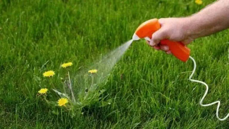 Best Weed Killer for Gardens featured image