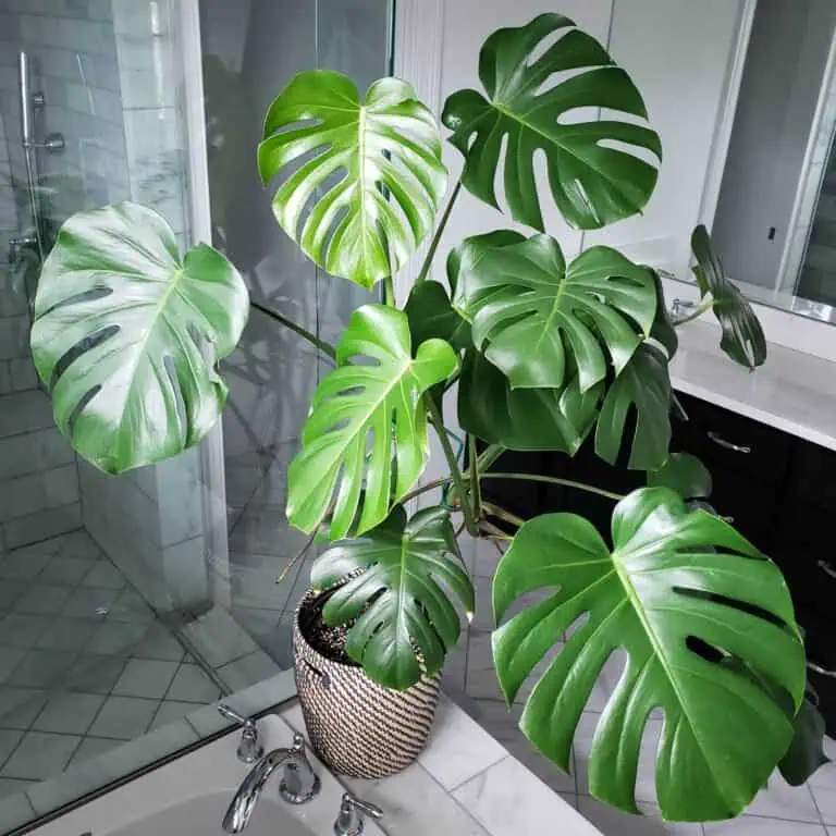 Giant monstera deliciosa growing inside a bathroom