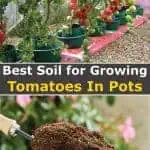 Best Soil For Tomatoes In Pots