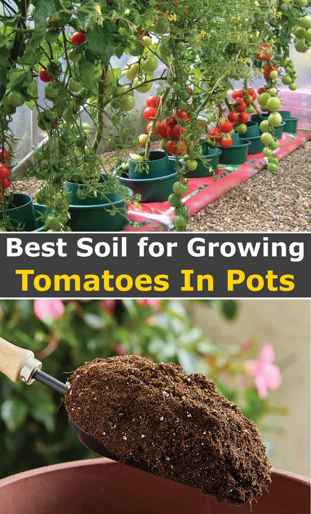 Best Soil For Tomatoes In Pots And Raised Beds [In 2023] Hort Zone