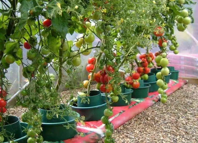 Best Soil For Tomatoes In Pots