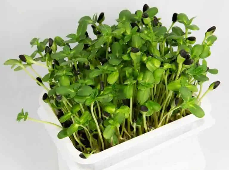 microgreens growing course