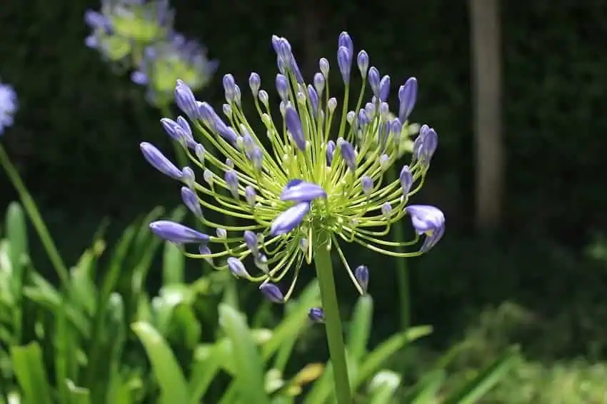 African lily drought resistant plants