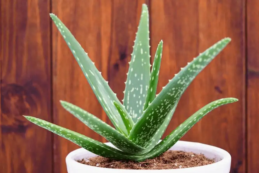 Aloe Plant Drought Resistant Plants