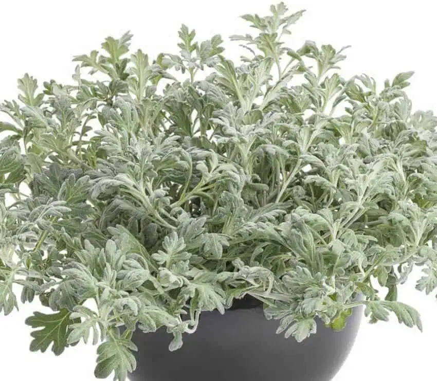 Artemisia