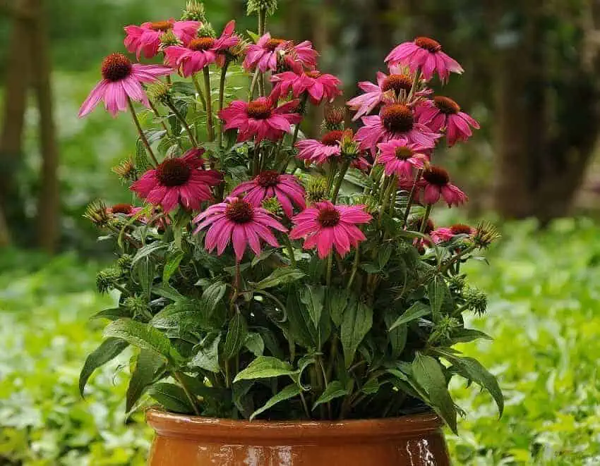 Coneflower
