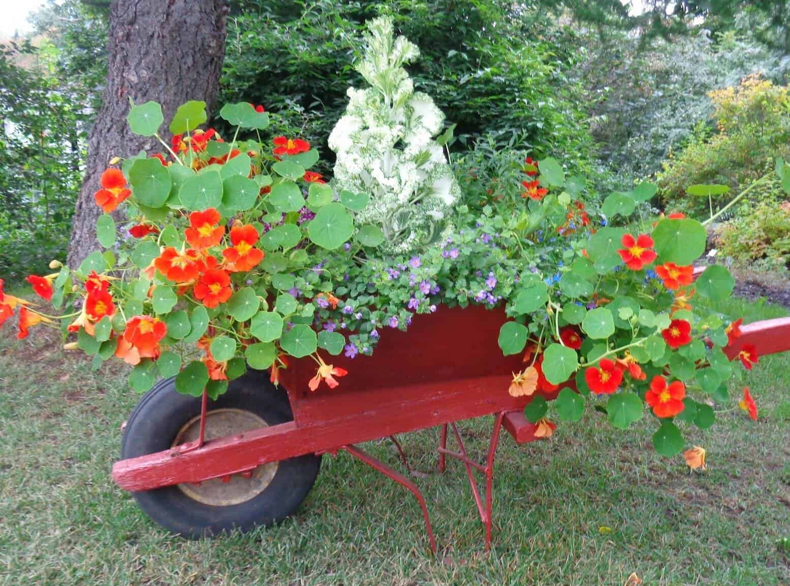 ontainer Gardening Ideas - Old Wheelbarrow planter - nasturtiums