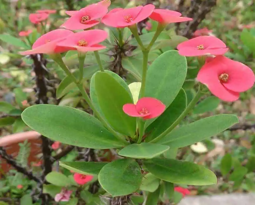 Crown of Thorns