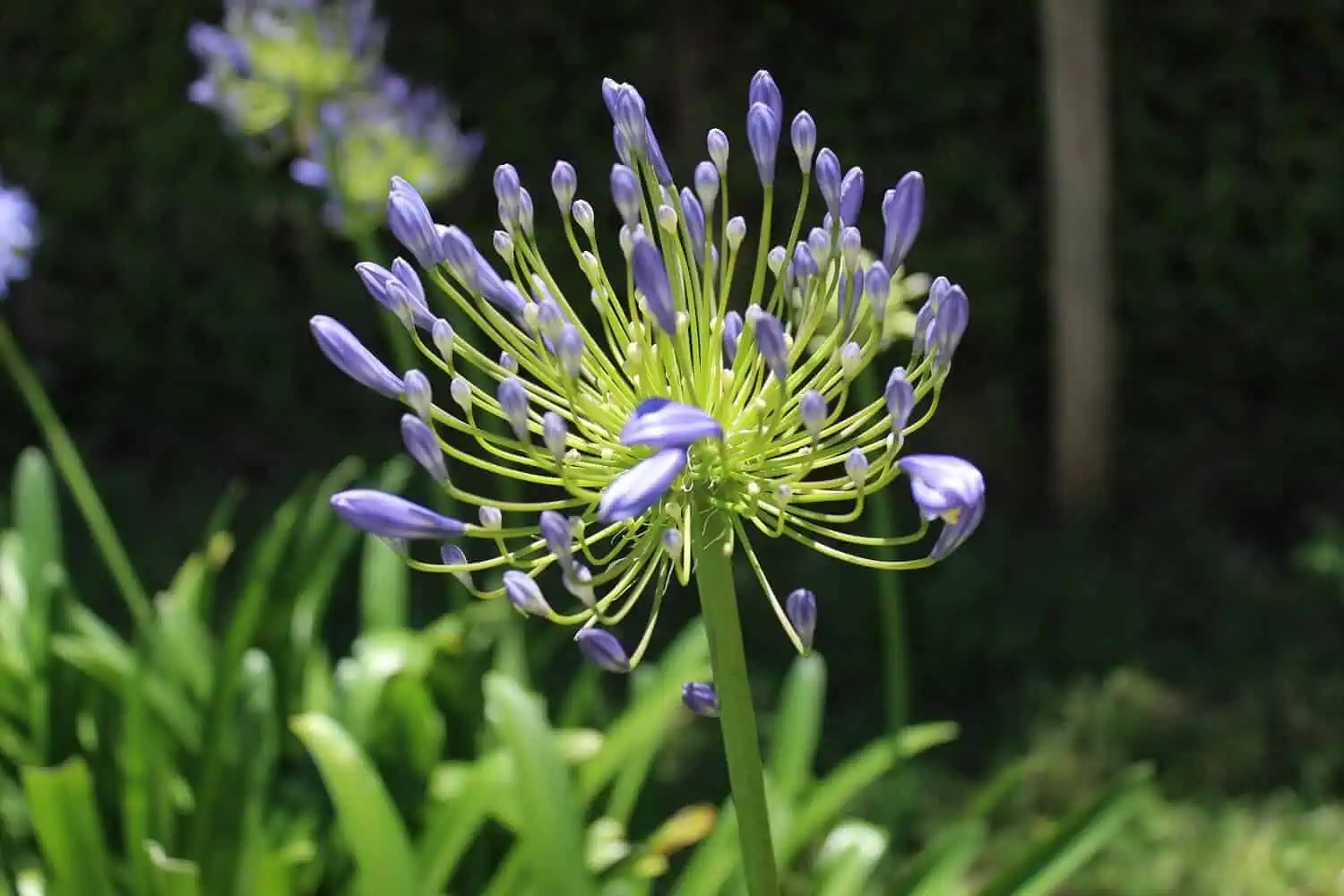 13 Best Drought Resistant Plants for your Garden