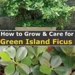 green island ficus