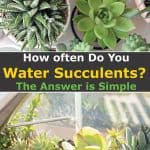 How Often Do You Water Succulents