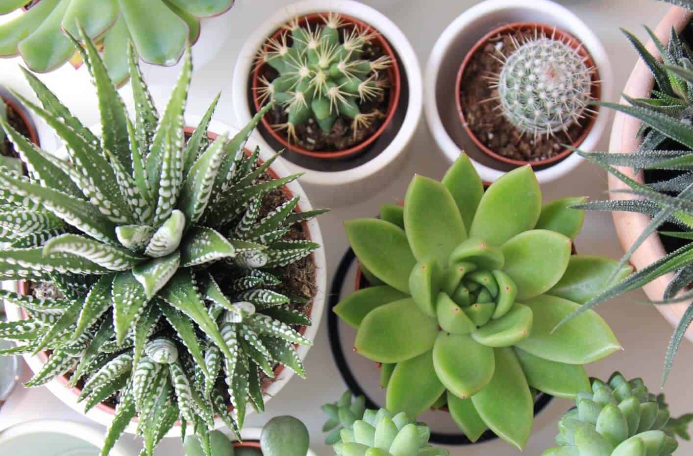 how often do you water succulents