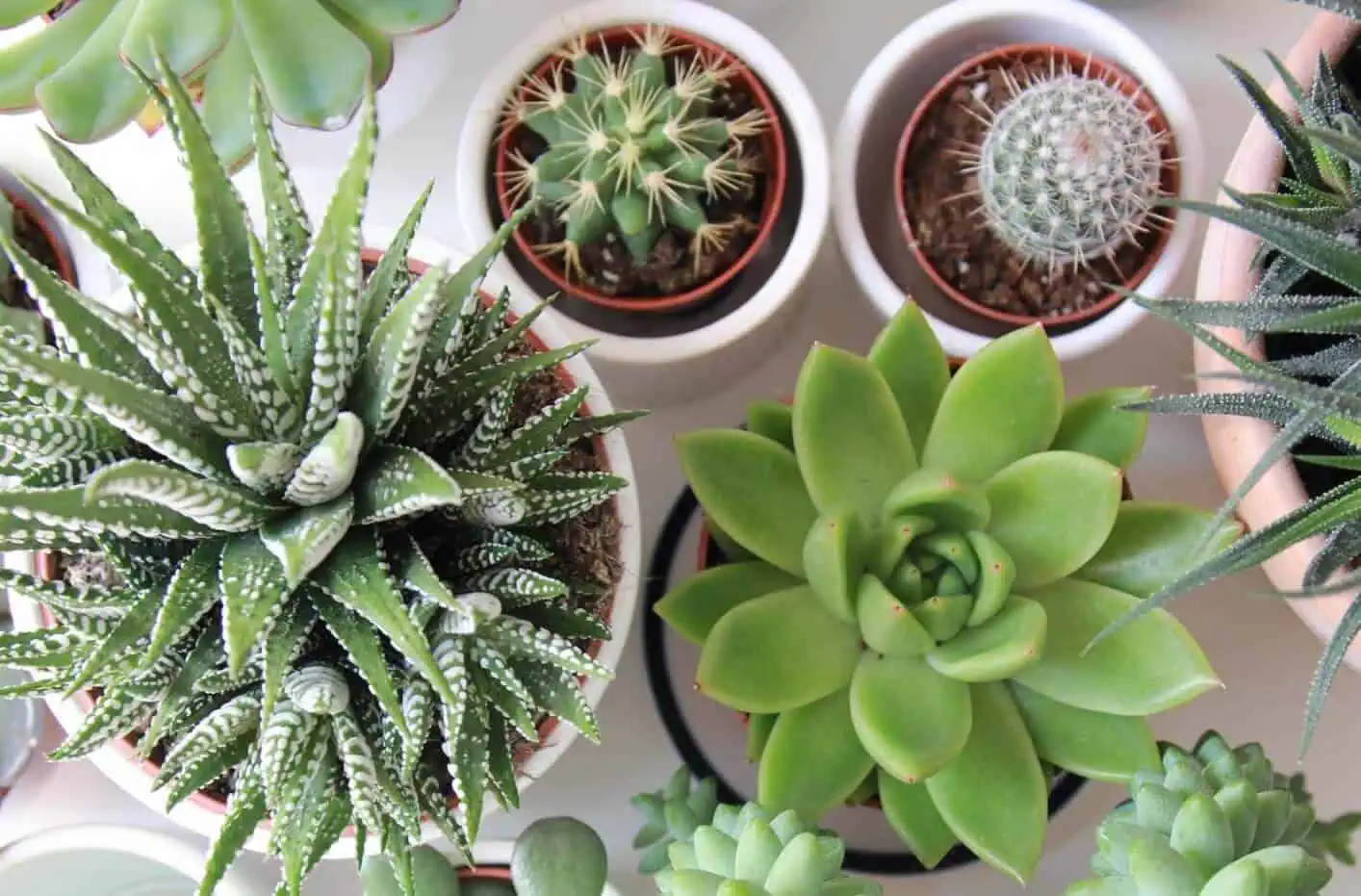 how often do you water succulents