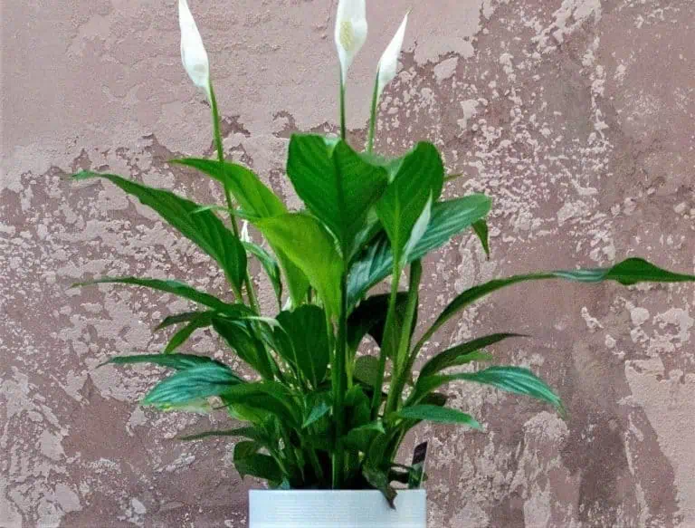 Brown Tips on Peace Lily