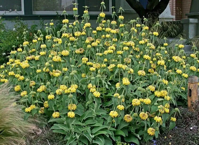 Jerusalem Sage