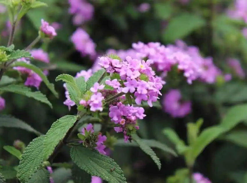 Lantana Drought Resistant Plants