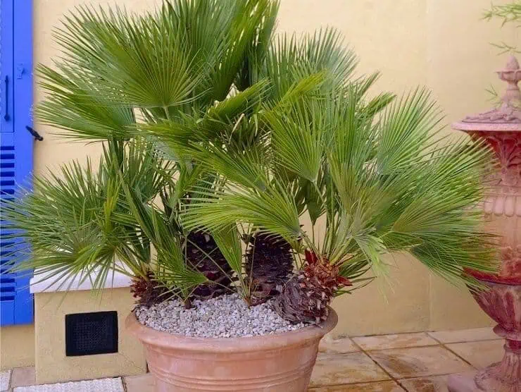 Palm Drought Resistant Plants