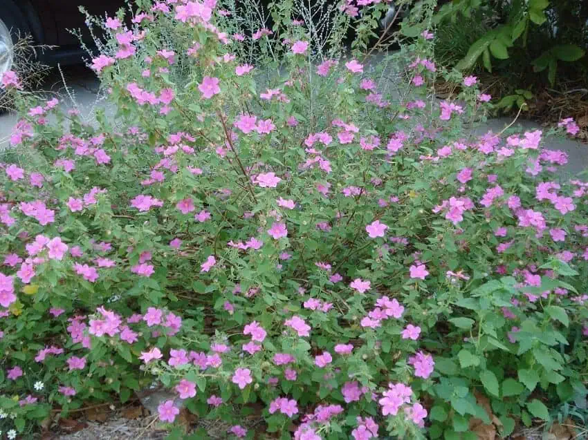 Rock Rose