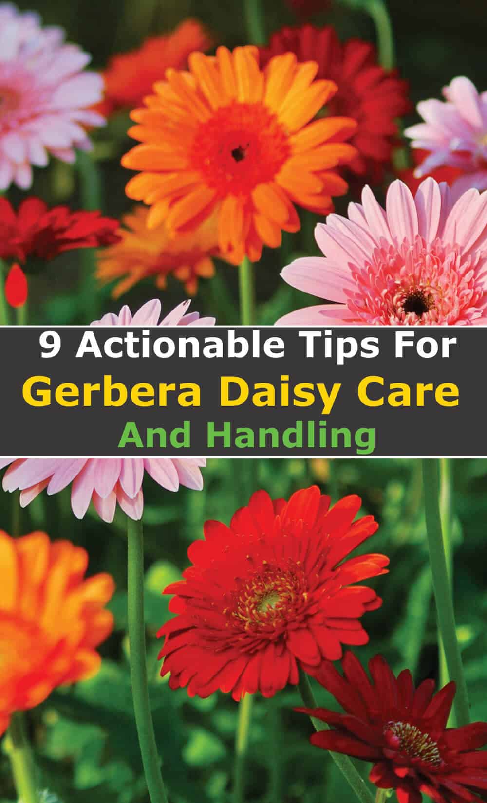 9 Actionable Tips For Gerbera Daisy Care and Handling Hort Zone