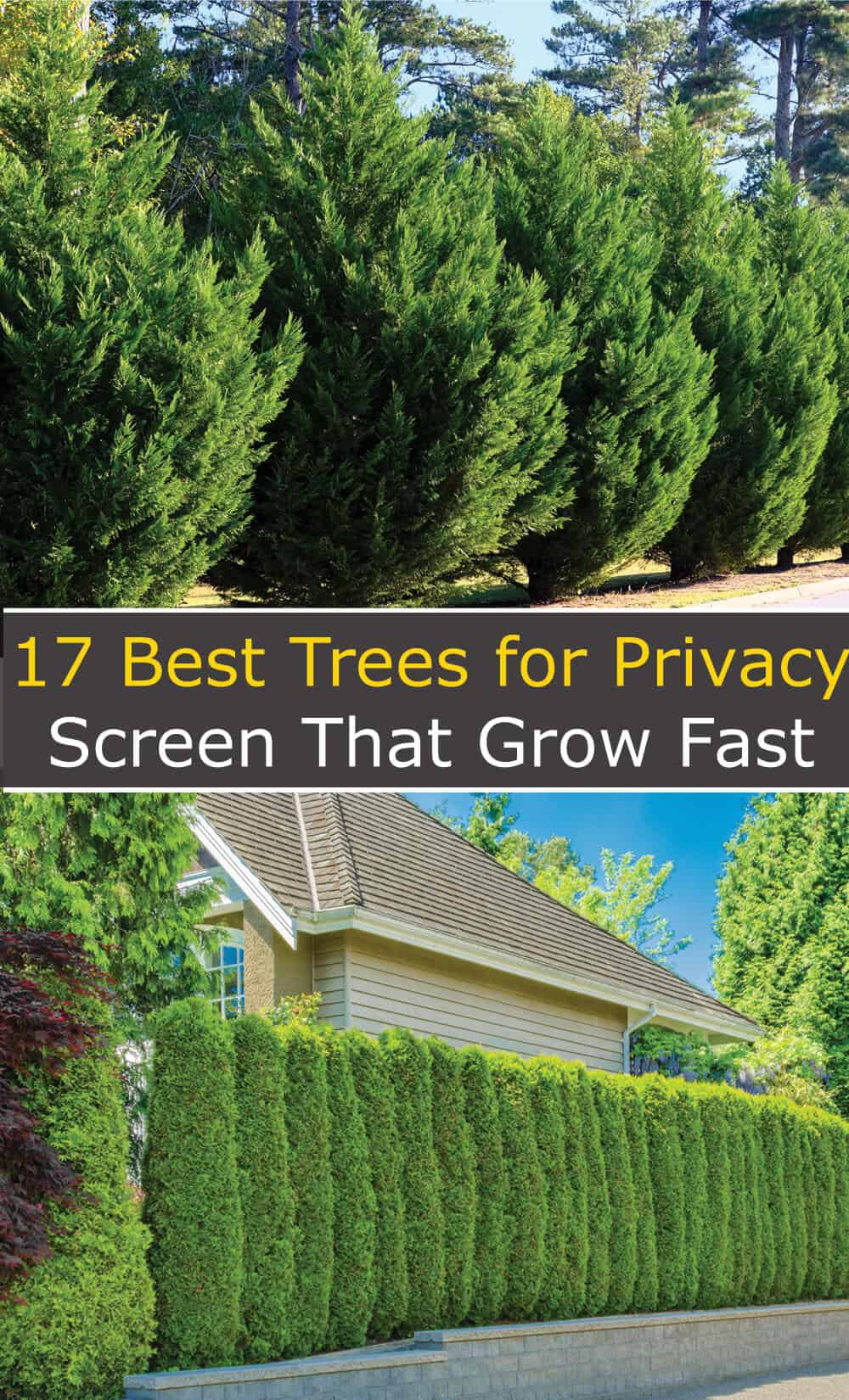 17 Best Trees for Privacy Screen That Grow Fast Hort Zone