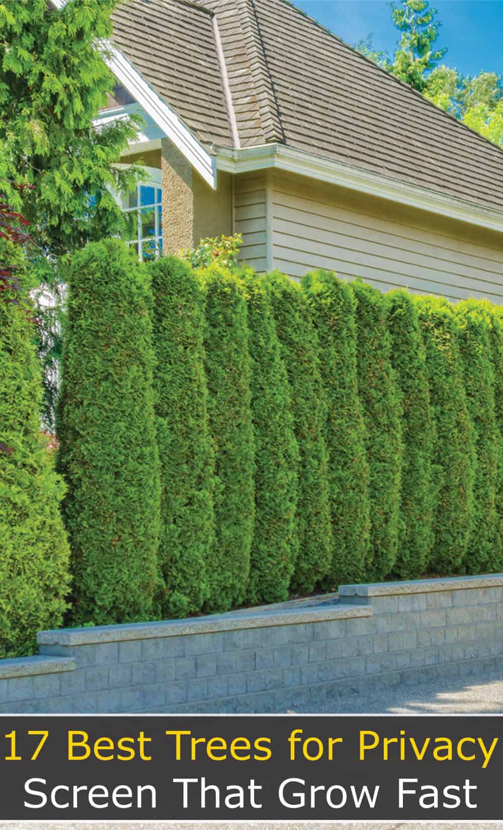 17 Best Trees for Privacy Screen That Grow Fast Hort Zone