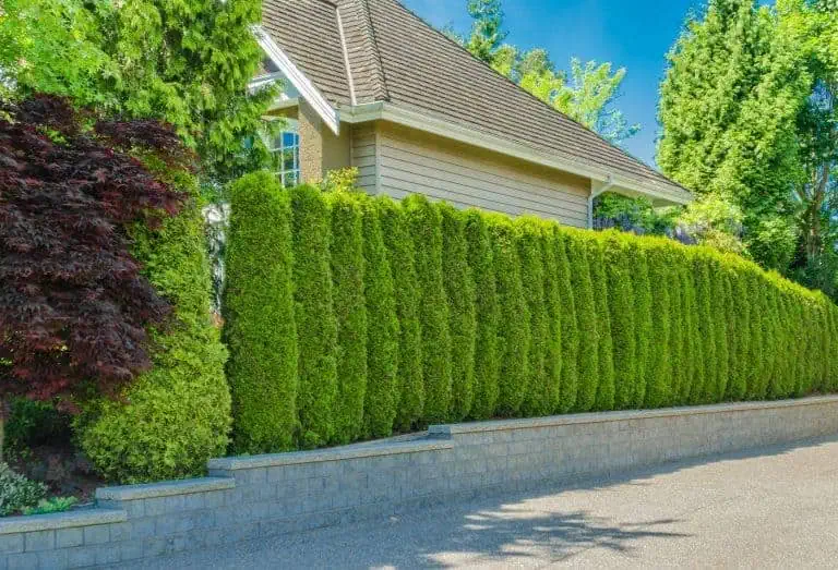 Best Trees for Privacy Screen That Grow Fast